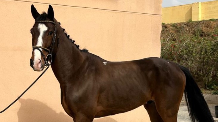 horse